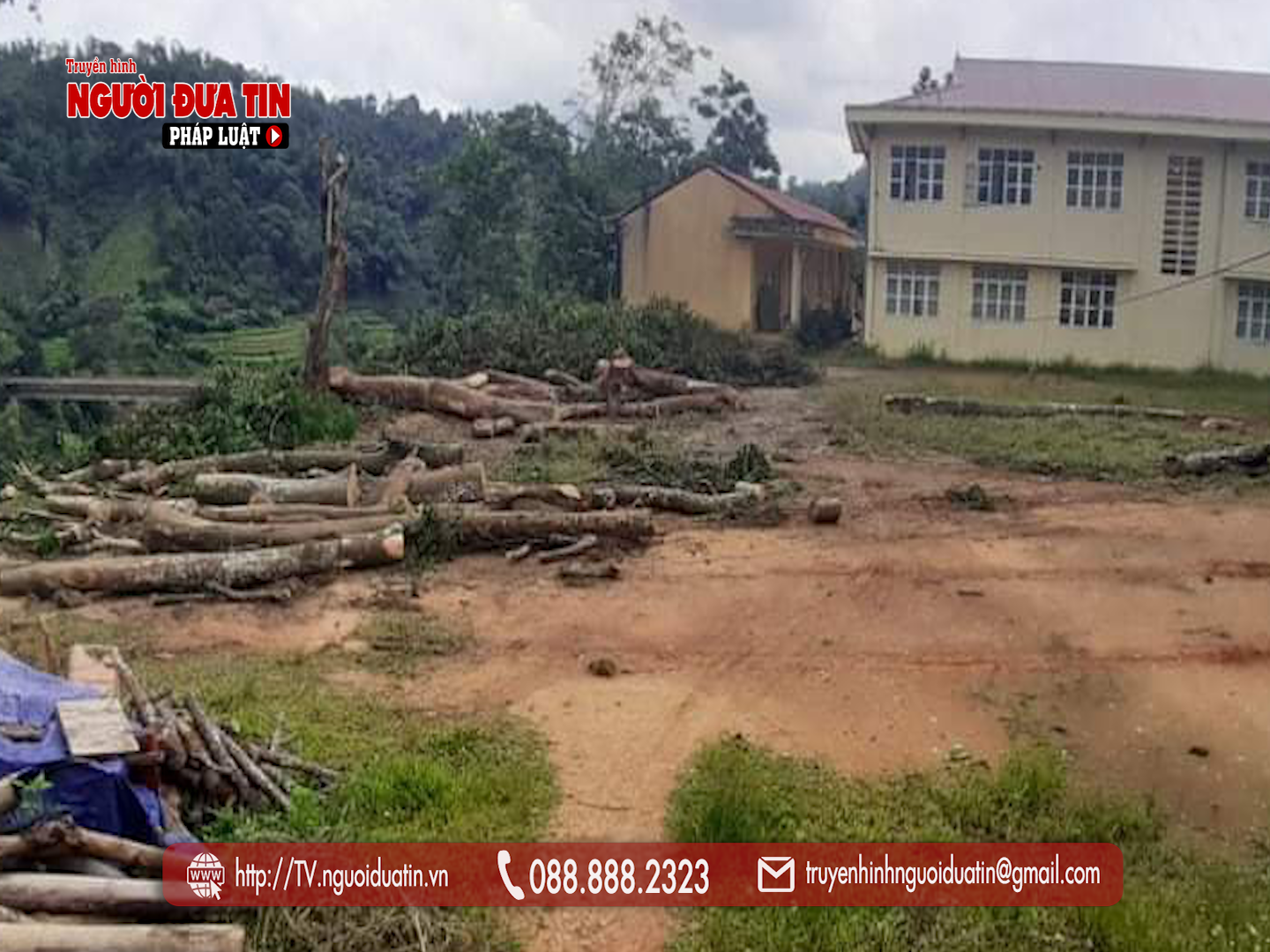 Hàng chục cây gỗ lim trong khuôn viên nhà trường đã bị chặt hạ