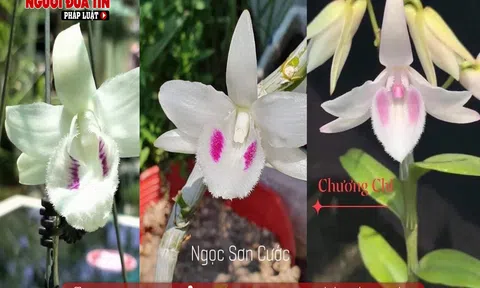 Thương vụ lan đột biến bạc tỷ - không chỉ là tin đồn