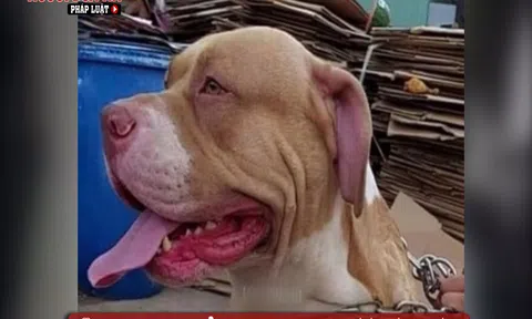 Vụ chó Pitbull cắn chết người ở Long An: Luật sư khẳng định phải xử lý hình sự