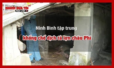 Ninh Bình tập trung khống chế dịch tả lợn châu Phi