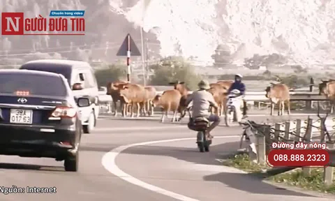 Thả rông vật nuôi gây tai nạn giao thông có thể bị phạt tù 10 năm