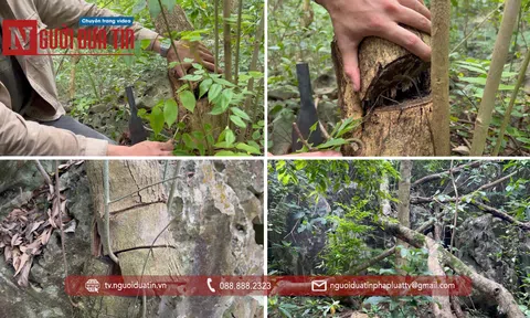 “Kho báu” trên núi chùa Thầy (Hà Nội) bị “xà xẻo”: Có dấu hiệu của hoạt động tội phạm (bài 1)