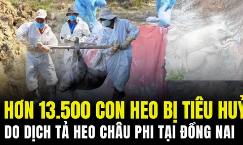Hơn 13.500 con heo bị tiêu hủy do dịch tả heo châu Phi tại Đồng Nai