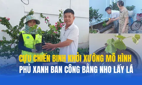 Cựu chiến binh khởi xướng mô hình phủ xanh ban công bằng nho lấy lá