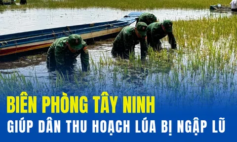 Biên phòng Tây Ninh giúp dân thu hoạch lúa bị ngập lũ