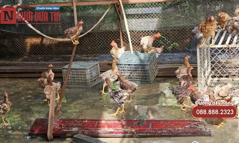 Kết luận bất ngờ vụ gà hỗ trợ người nghèo “đi lạc” vào nhà người thân chủ tịch Xã