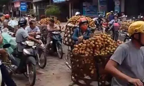 Giá vải thiều tại Bắc Giang từ 1000 - 3000 đồng/kg là sai sự thật