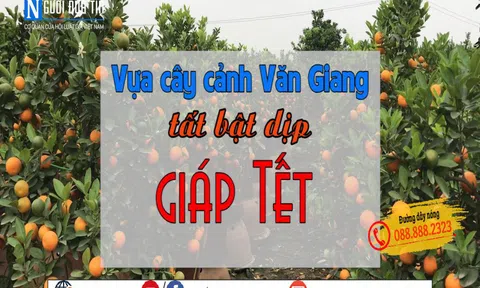 Nhộn nhịp làng nghề cây cảnh Văn Giang, Hưng Yên
