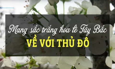 Mang sắc trắng tinh khôi Tây Bắc về với Thủ đô