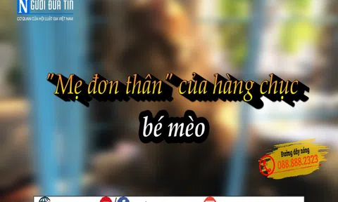 "Mẹ mèo"