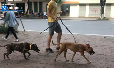 Tiêu huỷ chó thả rông không rọ mõm nơi công cộng: Bao giờ thực hiện?