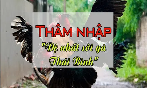 Thâm nhập “đệ nhất trường gà” tỉnh Thái Bình
