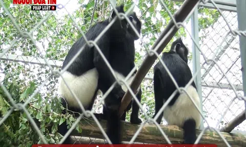 Chuyển giao và tái thả ba cá thể voọc mông trắng về tự nhiên