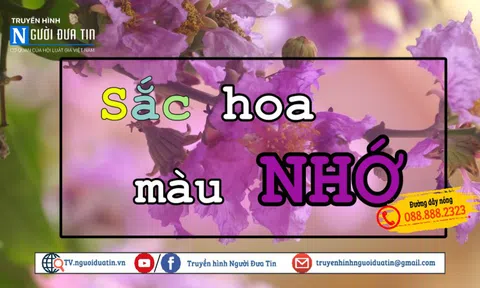 Sắc hoa màu nhớ