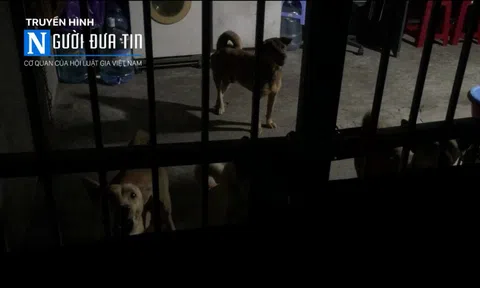 Hoàng Mai, Hà Nội: Bị đàn chó tấn công, một bé trai nhập viện