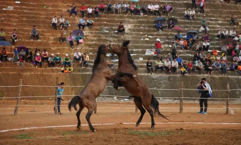 TUYÊN QUANG: XEM NGỰA THỒ ĐẤU VÓ TRÊN TRƯỜNG ĐUA