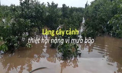 Làng nghề cây cảnh ở Văn Giang thiệt hại nặng vì mưa bão