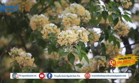 Cây hoa "báu vật" độc nhất vô nhị tại Hà Nội