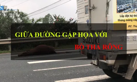 Hà Nội: Bò lạc trên đại lộ, xe tải gặp nạn