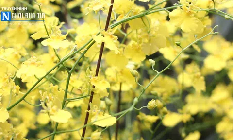 Hội thi Hoa Lan Hà Nội mở rộng lần thứ 15 - rực rỡ những sắc hoa