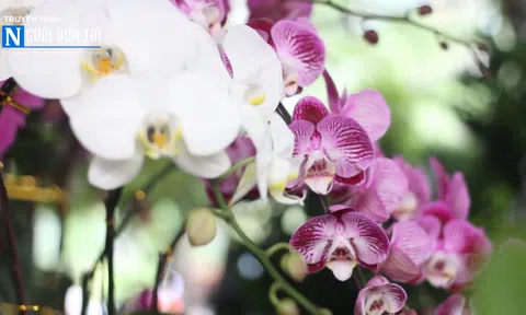 Hà Nội: Tổ chức trưng bày Sinh vật cảnh Thủ đô chào xuân 2019