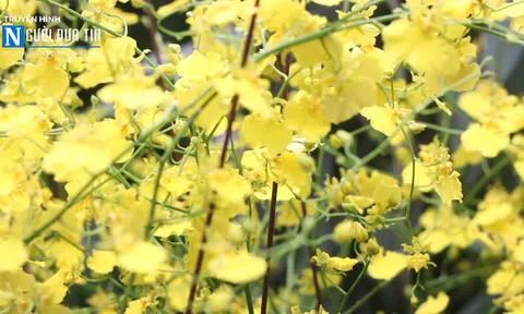 Hà Nội: Chuẩn bị trưng bày Sinh vật cảnh Thủ đô chào xuân Kỷ Hợi 2019