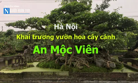 Hơn 4000 cây cảnh nghệ thuật khoe sắc ở An Mộc Viên