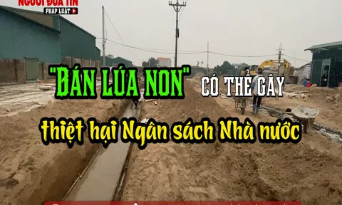 “Bán lúa non” có thể gây thiệt hại cho ngân sách Nhà nước